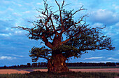 Europe, Germany, Hesse, oak tree in Reinhardswald