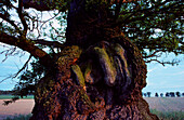 Europe, Germany, Hesse, oak tree in Reinhardswald