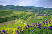 Vineyard near Oberrottweil, Baden-Wurttemberg, Germany