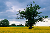 Europa, England, Warwickshire, bei Campton Wynates, Windmill Hill