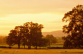 Europa, England, Gloucestershire, Cotswolds, bei Stanway