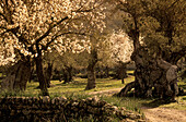 Europe, Spain, Majorca, Valldemossa, blooming almond trees