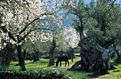 Europe, Spain, Majorca, near Valldemossa grazing donkey amidst blossoming almond trees