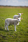 Two lambs on dike, St. Peter Ording, Schleswig-Holstein, Germany