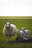 Schaf mit Lämmern auf einem Deich, St. Peter Ording, Schleswig-Holstein, Deutschland