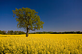 Deciduous tree on yellow rape field, near Flensburg, Schleswig-Holstein, Germany