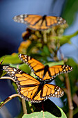 Monarch butterflies, San Luis, Mexico
