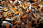 Close up of monarch butterflies, San Luis, Mexico