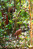 Puma im Regenwald von Belize, Belize, Mittelamerika