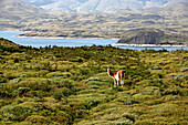 Guanako im Nationalpark Torres del Paine, Patagonien, Chile, Südamerika