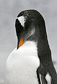 Papua Pinguin, Gentoo Penguin on an island near Estancia Harberton, Tierra del Fuego, Argentina, South America