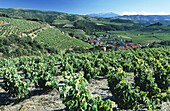 Village nested in the vineyards. Corbieres. Languedoc-Roussillon, France