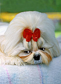 Shih Tsu dog with red ribbon portrait