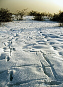 Animal traces in snow