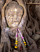 Stone Buddha head around which tree roots have grown, Wat Phra Mahathat. Ayutthaya, Thailand