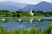 Swans. Ross Castle. Lower Lake. Killarney NP. Ireland.