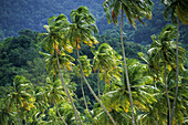Wind-blowns palms. Maracas Bay, Trinidad. Cuba.