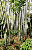 Bamboo grove, Uraku-En garden. Inuyama. Central Honshu, Japan