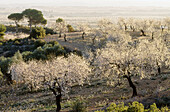 Almond trees on Cabriel Valley. Villalpardo. Cuenca province. Spain