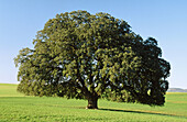 Holm Oak (Quercus ilex) near Almansa. Albacete province, Castilla-La Mancha. Spain