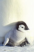 Emperor Penguins (Aptenodytes forsteri), adult and chick. Dawson-Lambton glacier, Antarctica