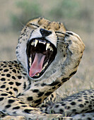 Cheetah (Acinonyx jubatus). Masai Mara National Reserve. Kenya