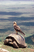 Galapagos Hawk (Buteo galapagoensis) and Galapagos Giant Tortoise (Geochelone elephantopus). Volcano Alcedo, Galapagos island of Isabela. Ecuador