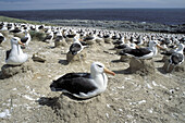 Black-browed Albatross (Diomedea melanophris). Falkland Islands