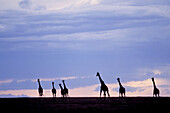 Masai Giraffes (Giraffa camelopardalis tippelskirchi). Masai Mara wildlife reservation, Kenya