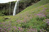 Waterfall. Iceland