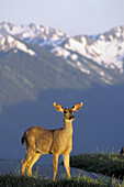 Columbian Black-tailed Deer (Odocoileus hemionus columbianus). Olympic National Park. Washington, USA