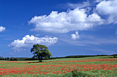 Poppy field. Rügen island. Germany