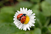 Ladybird on daisy, Coccinella septempunctata, Bellis perennis, Germany