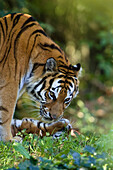 Siberian Tigers, mother and cub, Panthera tigris altaica, captive