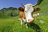 Cattle on alpine pasture, Hochgern, Chiemgau range, Chiemgau, Bavaria, Germany