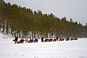 Reindeer sledge ride, Rovaniemi, Lapland, Finland, Europe