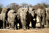 African Elephant (Loxodonta africana), herd approaching waterhole. Etosha National Park, Namibia