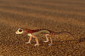 Web-footed Gecko (Palmatogecko rangei) dependant on coastal fog for moisture. Namib-Naukluft Park, Namibia
