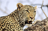 Leopard, Panthera pardus, Sabi Sabi Private Game Reserve, Greater Kruger National Park, South Africa