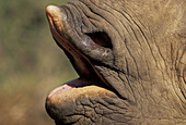 Black Rhino, Diceros bicornis, close up of mouth showing lip, Lapalala, South Africa