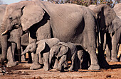 African Elephant (Loxodonta africana) and young. Etosha National Park, Namibia