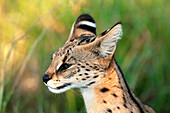 Serval (Felis serval). Kapama game reserve, South Africa