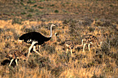 Ostrich (Struthio camelus), adult and chicks. Karoo National Park, South Africa