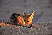 Cape Fox (Vulpes chama). Kalahari-Gemsbok National Park, South Africa