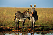 Cape Mountain Zebra (Equus zebra zebra). Mountain Zebra National Park, South Africa