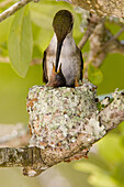 Female on eggs in nest.