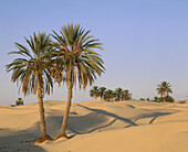 Desert, Douz. Tunisia