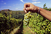 Travazzano. Montesissa Wine Producer (italian autochthonous grapevine Ortrugo), a grape of Ortrugo. Carpaneto Piacentino. Emilia Romagna. Val Chero. Italy.