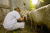 Località Canonica. Festa della Pecora (Sheep Festival) Zerasca. The breeder Valentina Merletti during the milking of a sheep. Zeri. Tuscany. Italy.