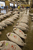 Frozen tunas auction  Tsukuji, biggest fishmarket in the world  Tokyo  Japan
